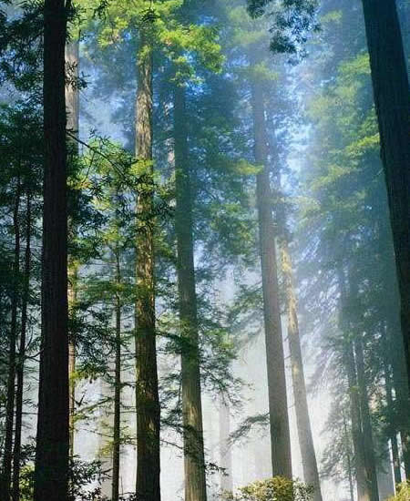 Forest 2